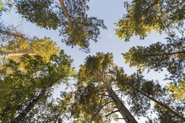Ormandaki ağaçlardan bir taç