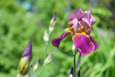 Iris