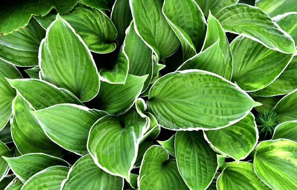 Hosta — Stock fotografie