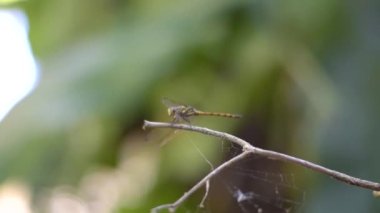 Harika bir yusufçuk bahçesinde güzel bir bokeh ile