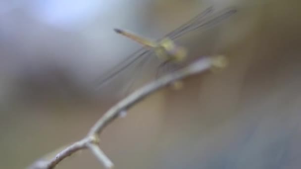 Fantastisk Smuk Dragonfly Haven Med Smukke Bokeh – Stock-video