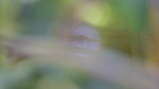 Eine Erstaunlich Schöne Libelle Garten Mit Schönem Bokeh — Stockvideo