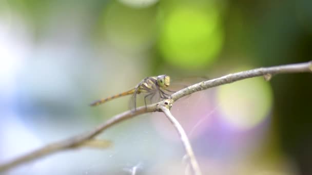 Fantastisk Smuk Dragonfly Haven Med Smukke Bokeh – Stock-video