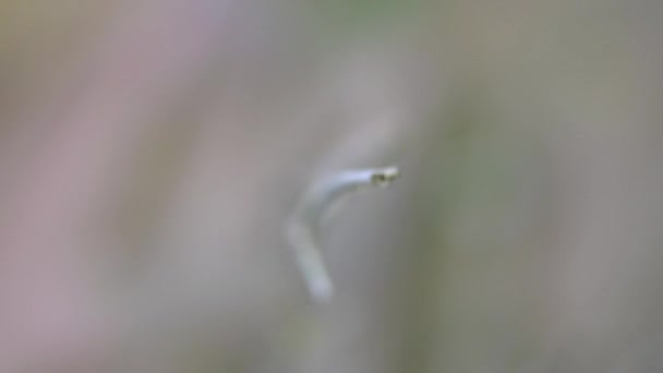 Une Incroyable Belle Libellule Dans Jardin Avec Beaux Bokeh — Video