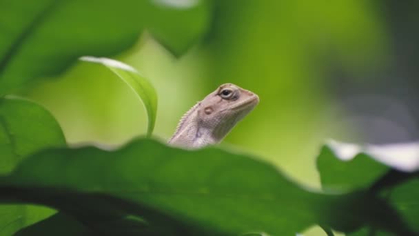 Hermoso Lagarto Indio Deambula Por Selva — Vídeos de Stock