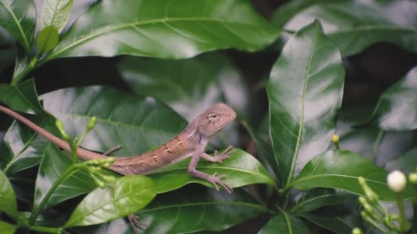 一只美丽的印度蜥蜴在寻找祈祷 — 图库视频影像