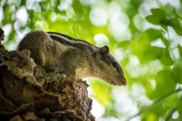 Ein Schönes Eichhörnchen Frisst Nüsse — Stockfoto