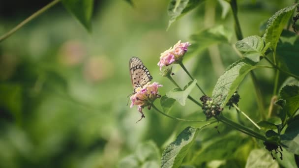 美丽的蝴蝶在采蜜 — 图库视频影像