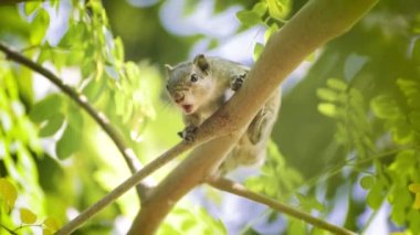 Güzel bir sincap fındık yiyor.