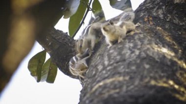 Güzel bir sincap fındık yiyor.
