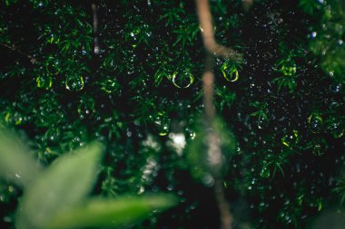 Sarı yaprağın güzel ve soyut bir görüntüsü