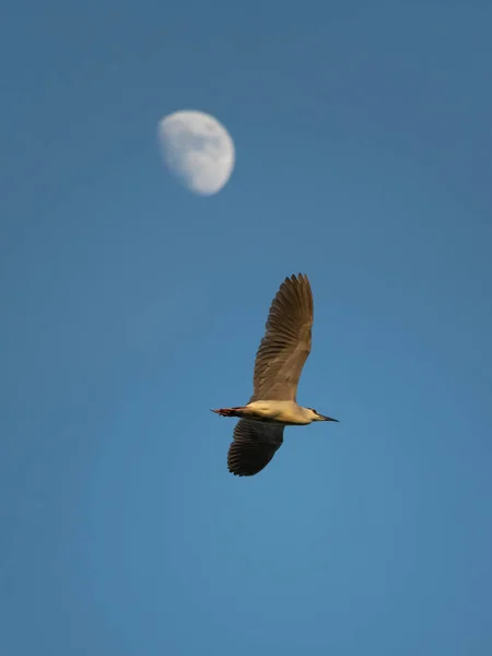 Bellissimo Uccello Sta Volando Sulla Luna — Foto Stock