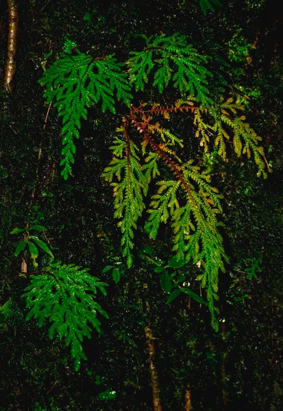 Una Hermosa Imagen Abstracta Hoja Amarilla — Foto de Stock