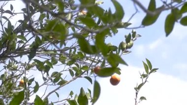 some tiny oranges are hanging from the orange tree