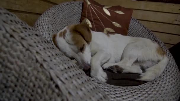 Dog Sleeping Chair Looks Adorable — Stock Video