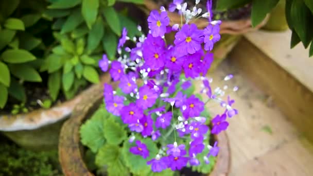 Close Photograph Violet Flower Garden — Stock Video