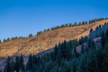 Ağaçlar ve dağlarla kaplı kış manzarası