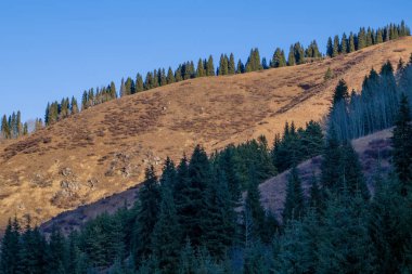 Ağaçlar ve dağlarla kaplı kış manzarası