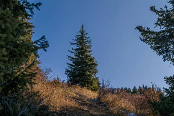 Ağaçlar Dağlarla Kaplı Kış Manzarası — Stok fotoğraf