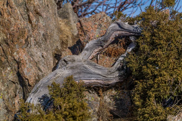 Une Belle Vue Sur Rocher Pierre Dans Forêt — Photo