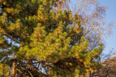 Ağaçları ve mavi gökyüzü olan sonbahar ormanı