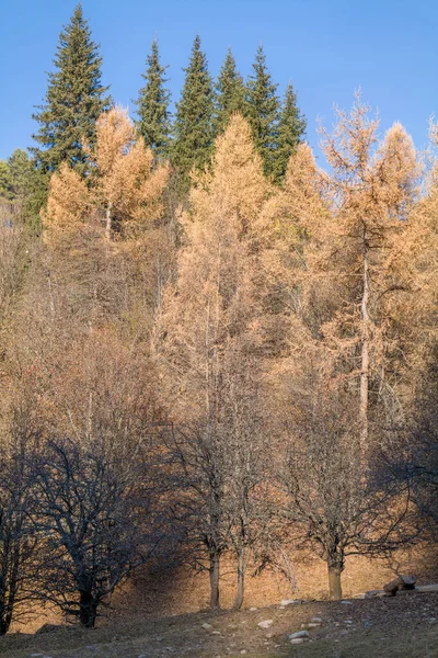 Winter Landscape Trees Mountains — Stock Photo, Image