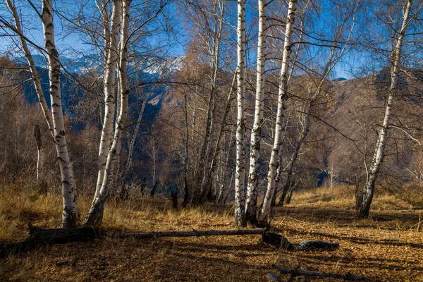 Schöne Landschaft Mit Bäumen Und Bergen Zur Herbstzeit — Stockfoto