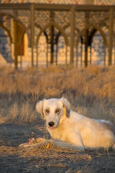 Cute White Dog Breed Street Summer — Stock Photo, Image
