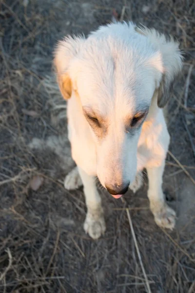 Cute White Dog Breed Street Summer — Stock Photo, Image