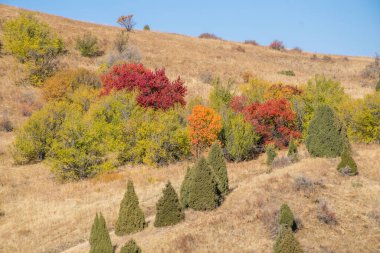 Ağaçlar ve yapraklarla dolu sonbahar manzarası