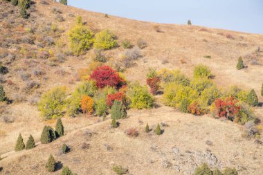 Ağaçlı ve yeşil yapraklı sonbahar manzarası