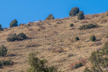 Kazakistan dağlarının gündüz, sonbahar mevsimi, seyahat konsepti manzarası   