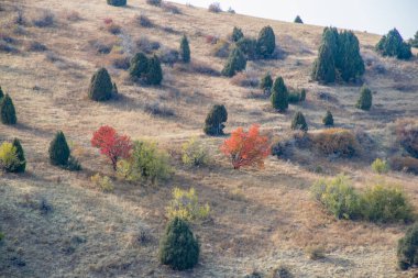 Aksu Kanyonu, Şilimkent yakınlarındaki Kazakistan Cumhuriyeti 'nin güneyindeki Aksu-Zhabagly Doğa Koruma Alanı..