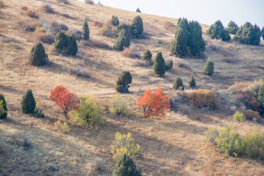 Aksu Kanyonu, Şilimkent yakınlarındaki Kazakistan Cumhuriyeti 'nin güneyindeki Aksu-Zhabagly Doğa Koruma Alanı..