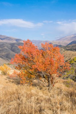 Kazakistan dağlarının gündüz, sonbahar mevsimi, seyahat konsepti manzarası   