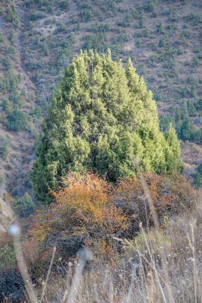 Aksu Canyon Dans Réserve Naturelle Aksu Zhabagly Dans Province Méridionale — Photo