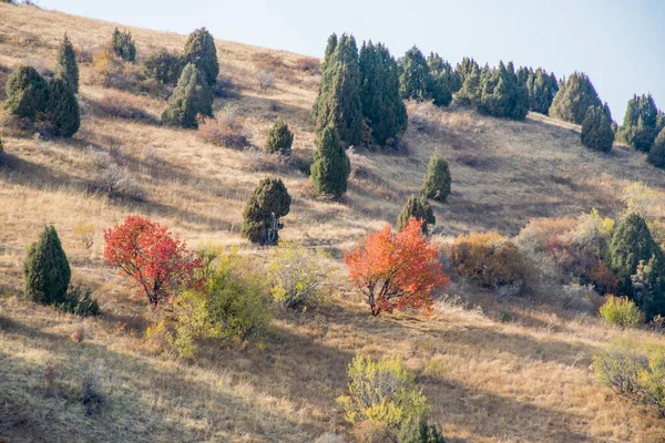Aksu Kanyonu, Şilimkent yakınlarındaki Kazakistan Cumhuriyeti 'nin güneyindeki Aksu-Zhabagly Doğa Koruma Alanı..