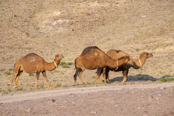 Wielbłądy Pustyni — Zdjęcie stockowe