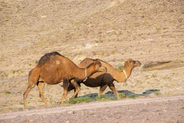 Gruppo Cammelli Nel Deserto — Foto Stock