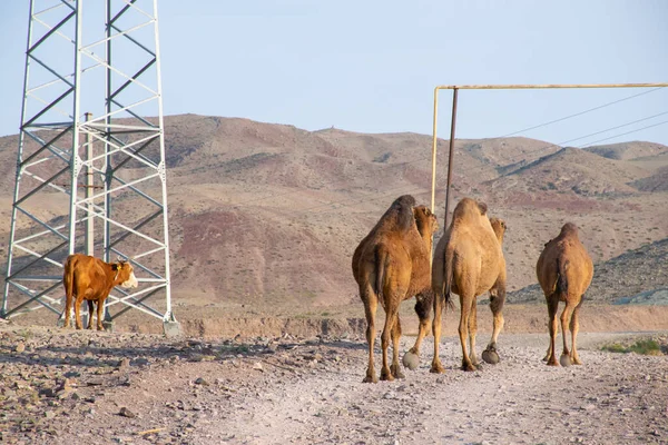 Grupo Camellos Desierto —  Fotos de Stock