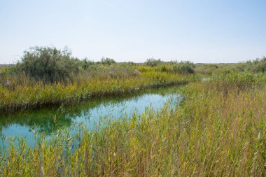 Ustyurt platosundaki su vahası. Kazakistan Çölü, Aktau Bölgesi.