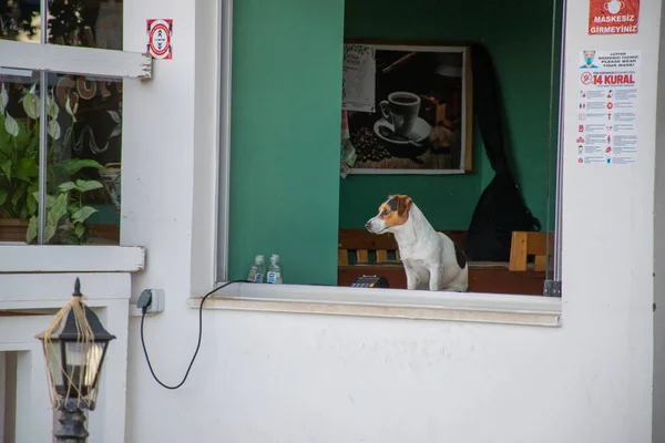 Netter Hund Sitzt Café — Stockfoto