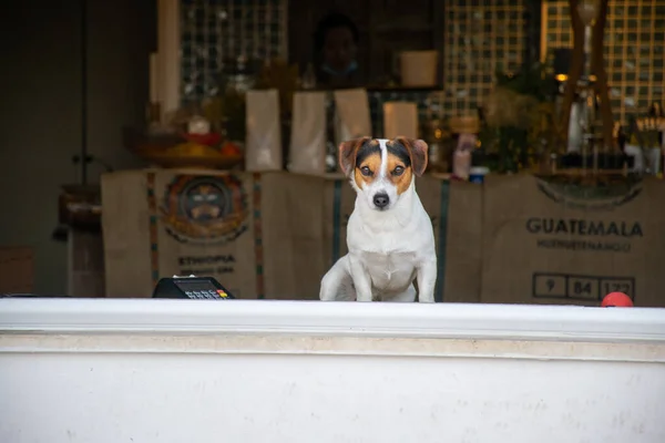 Cute Dog Sitting Cafe — Stock Photo, Image