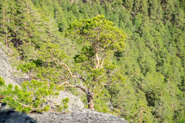 Горный Пейзаж Зелеными Деревьями Горами — стоковое фото