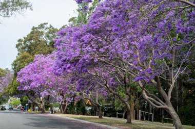 Güzel mor çiçeklerle dolu bir çiçek açmış Jacaranda ağacı.