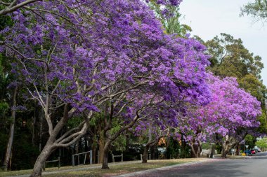 Güzel mor çiçeklerle dolu bir çiçek açmış Jacaranda ağacı.