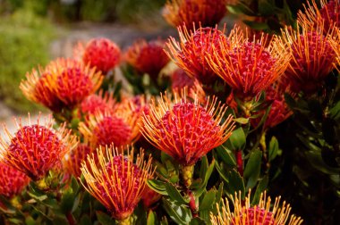 Leucospermum cinsi Proteaceae 'ler bahçede. Doğa arkaplanı.
