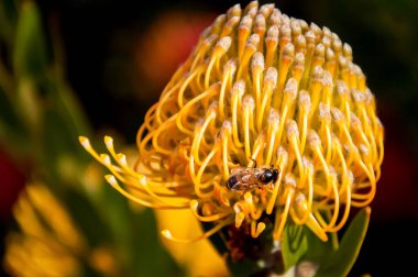 Leucospermum cinsi Proteaceae 'ler bahçede. Doğa arkaplanı.