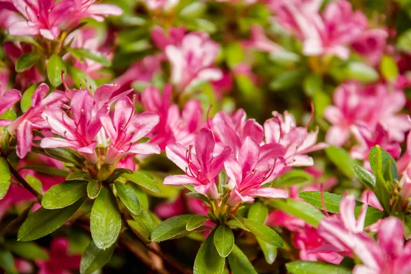 Mooie Bloeiende Roze Azalea Bloeiende Struiken Het Geslacht Rhododendron Roze — Stockfoto