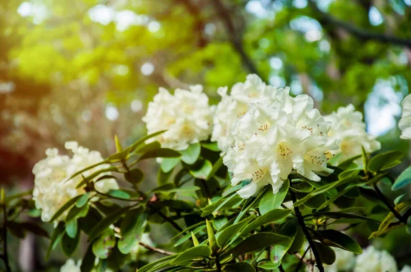 Mooie Bloeiende Bloeiende Struiken Het Geslacht Rhododendron Witte Bloem Achtergrond — Stockfoto